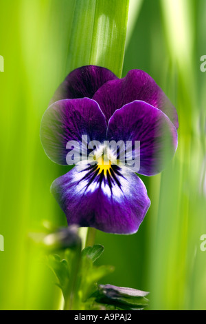 Viola Flowerhead gegen verlässt in einem englischen Garten Stockfoto