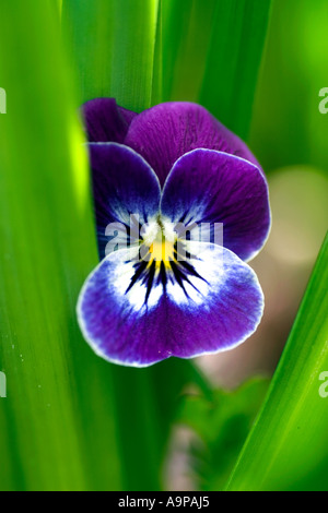 Viola Flowerhead gegen verlässt in einem englischen Garten Stockfoto