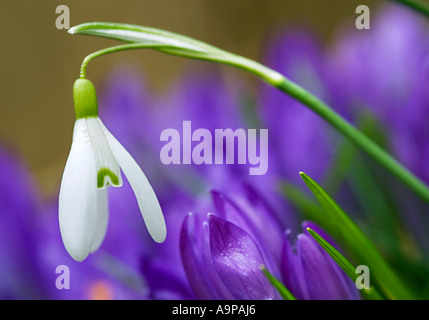 Schneeglöckchen vor Krokus Blumenbeet in englischer Garten Stockfoto