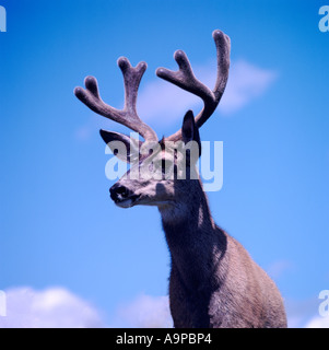 Mule Deer Buck (Odocoileus Hemionus) in samt, British Columbia, Kanada Stockfoto