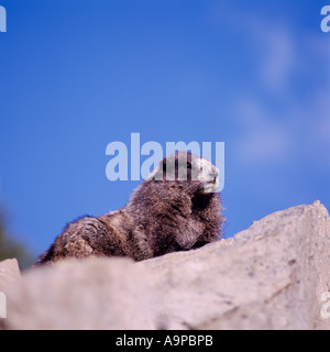 Hoary Marmot mit lateinischen Namen Marmota Caligata sonnen sich auf einem Felsen in der Sonne in British Columbia Kanada Stockfoto