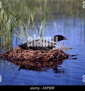 Gemeinsamen Loon (Gavia Immer) auf Nest auf Lake, BC, Britisch-Kolumbien, Kanada - nordamerikanische Vögel sitzen / Vogel Stockfoto