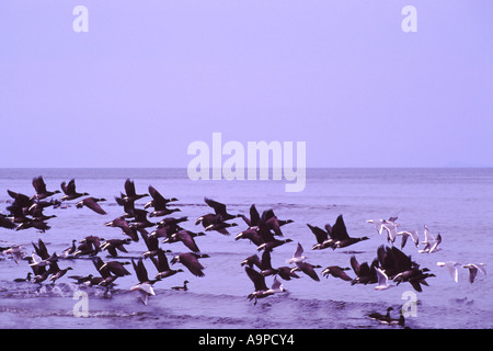 Pacific Black Brant Gänse mit lateinischen Namen Branta Bernicla auf Migrationspfad auf Vancouver Island in British Columbia Kanada Stockfoto