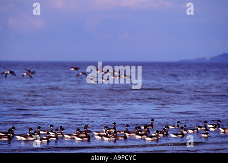 Pacific Black Brant Gänse mit lateinischen Namen Branta Bernicla auf Migrationspfad auf Vancouver Island in British Columbia Kanada Stockfoto