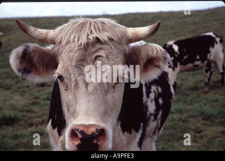 Nahaufnahme von Kuh im Feld in der Normandie Frankreich Stockfoto