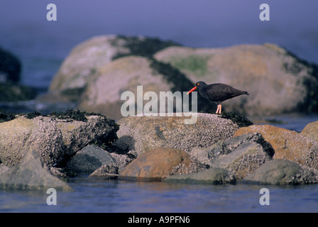 Schwarze Austernfischer Haematopus Bachmani Stanley Park Vancouver BC Kanada Stockfoto