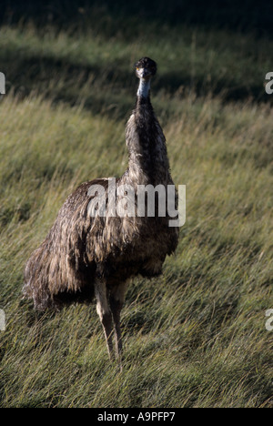 Emu Dromaius Novaehollandiae Queensland Australien Stockfoto