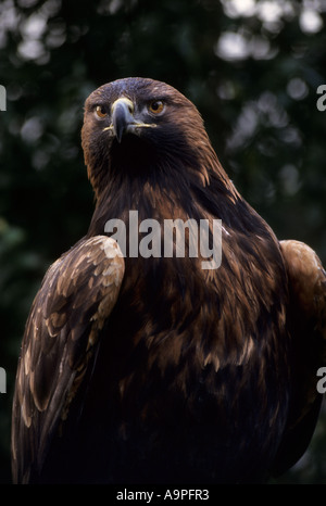 Steinadler Aquila Chrysaetos Captive Schottland Stockfoto