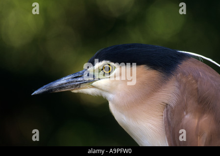 Rufous Nachtreiher Nycticorax Caledonicus Australien Stockfoto