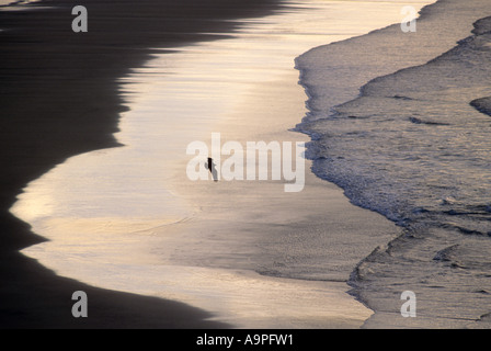 Fischadler Pandion Haliaetus überfliegen Strand bei Sonnenuntergang Fraser Island-Queensland-Australien Stockfoto