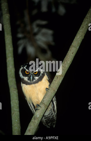 Spectacled Eulen Pulsatrix Perspicillata Paraguay Stockfoto