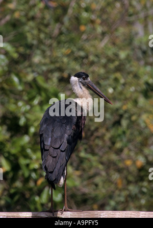 Woolly necked Storch Ciconia Episcopus Asien Afrika. In Gefangenschaft Stockfoto