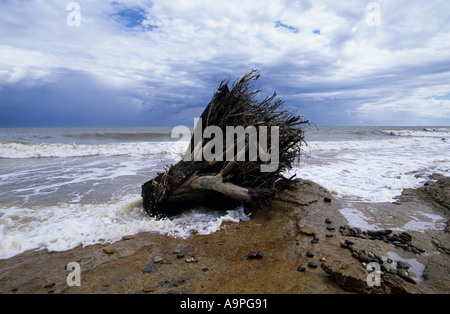 Baumstumpf angespült an der Nordseeküste in Benacre, Suffolk, UK. Stockfoto