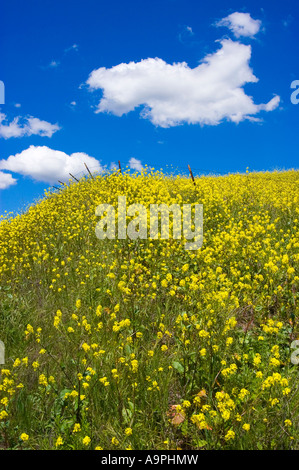 Hang mit Senf in der Nähe von Lake Casitas Oak View Kalifornien bedeckt Stockfoto