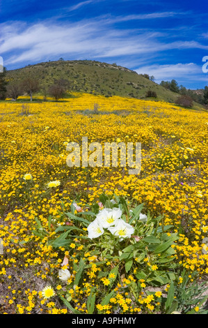 Evening Primrose Goldfields Küsten ordentlich Tipps und California Löwenzahn entlang Shell Creek San Luis Obispo County Kalifornien Stockfoto