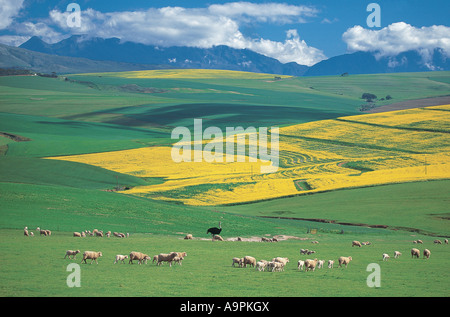 Eine riesige umfangreiche Farm in Overberg Western Cape / Südafrika Stockfoto