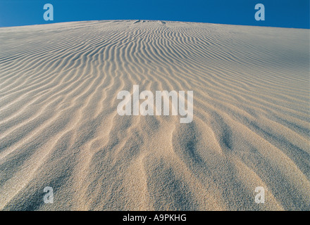 Wellen und Windmuster Sanddüne De Hoop Nature Reserve Western Cape Südafrika Stockfoto