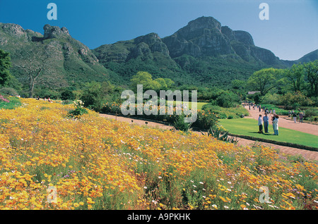 Spektakuläres Feuerwerk von Blumen in Kirstenbosch Botanical Gardens Kapstadt Western Cape Südafrika Stockfoto