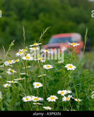 Eine Blumenwiese mit unscharfen Land Rover Discovery 3 G4 Challenge-Edition im Hintergrund. Stockfoto