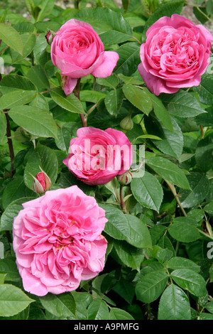 Neue englische rose Gertrude Jeckyll Stockfoto