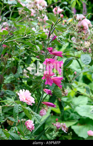 Gladiolus Communis Subsp byzantinus Stockfoto