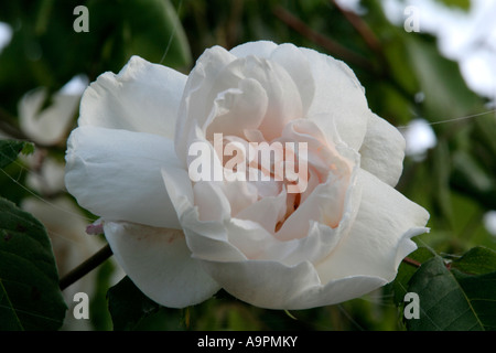 Rose Madame Alfred Carrière Stockfoto