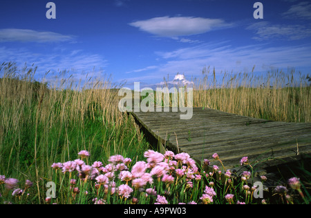 Frühlingsblumen blühen in Portland Harbour in Dorset county England UK Stockfoto