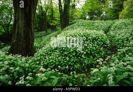 Weg durch Bärlauch in der Nähe von Netherbury Dorf in Dorset county England UK Stockfoto