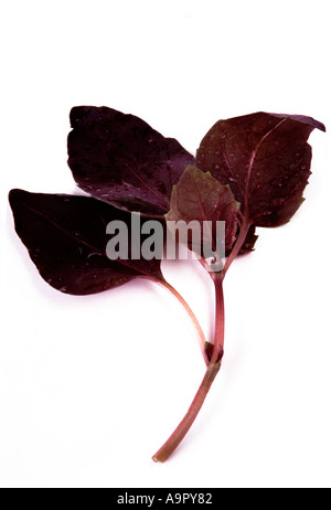 Lila Basilikum Stockfoto