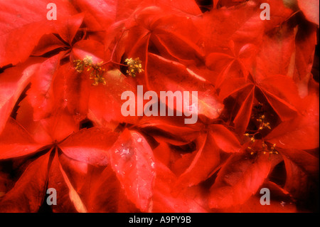 Herbst Blätter soft-Fokus Stockfoto