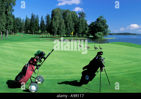 Vier schöne Birdies genannt kanadische Gänse auf Taby Golfplatz in Schweden grün Stockfoto