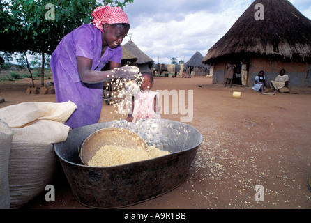 Afrikanerin entfernen Spreu vom Korn in ländlichen Dorf in Simbabwe Stockfoto