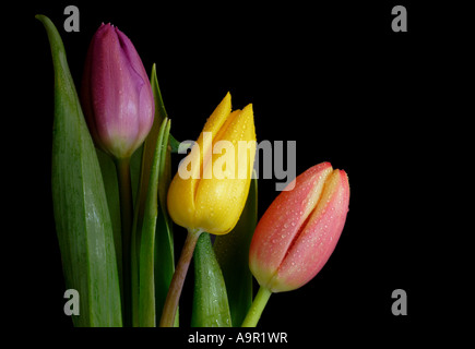 Tulpen Stockfoto