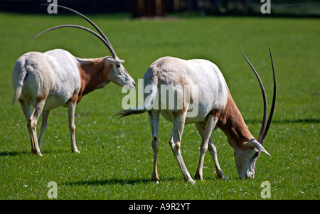 Scimitar-gehörnter Oryx (Oryx Dammah) Stockfoto