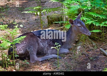 Schwarze Damhirsch (Dama Dama) Stockfoto