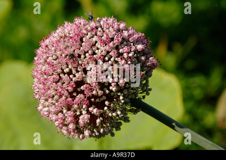 Zwiebel, gegangen, um Saatgut auf einem Bio-Bauernhof in der Llanthony Tal Vale von Ewyas Monmouthshire South East Wales UK Stockfoto