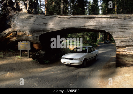 Sequoia National Park, Kalifornien. Auto gehen durch den Tunnel Log Stockfoto