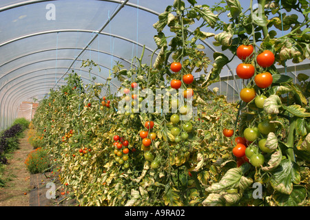 Bio-Tomaten wachsen in einem Polyethylen-tunnel Stockfoto