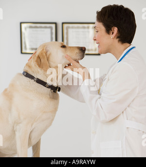 Weibliche Tierarzt untersuchen in Hund Stockfoto