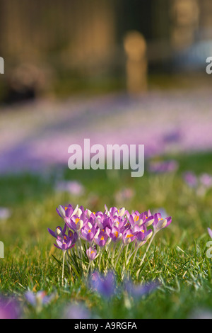 Wilde Krokusse wächst auf einer Wiese in der Nähe von Trinity College in Cambridge Stockfoto