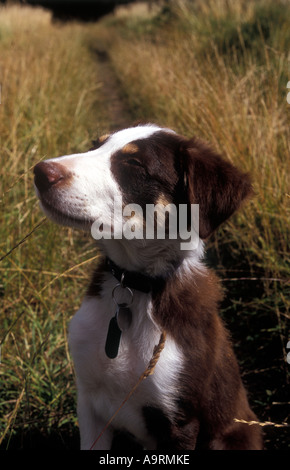 braune Border-Collie Welpen rot Schokolade Hündchen Stockfoto