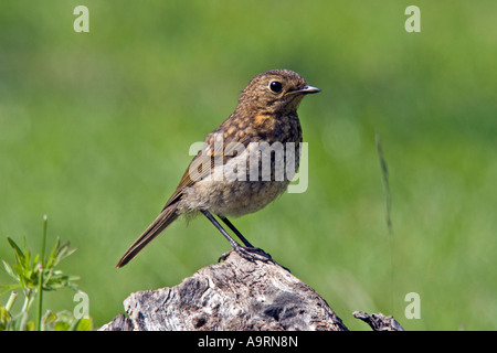 Young Robin Erithacus Rubecula stehend auf Log Warnung mit schönen Fokus Hintergrund Potton Bedfordshire suchen Stockfoto