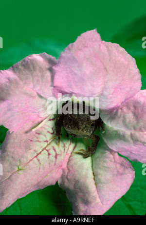 Biene-Überraschung - schwere Cricket Frosch trägt glamourösen Blume Kleid, Ruellia, warten darauf, etwas zu essen, Midwest USA überraschen Stockfoto