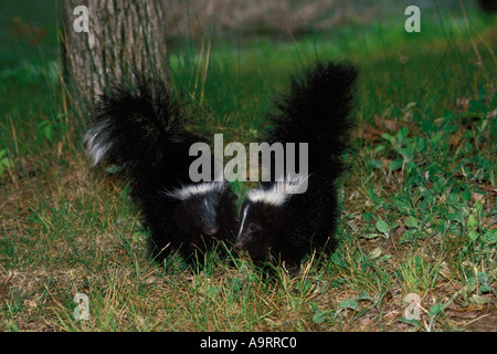 Zwei baby-Stinktiere (Mephitis Mephitis) stehen zusammen auf einer kleinen Wiese Stockfoto