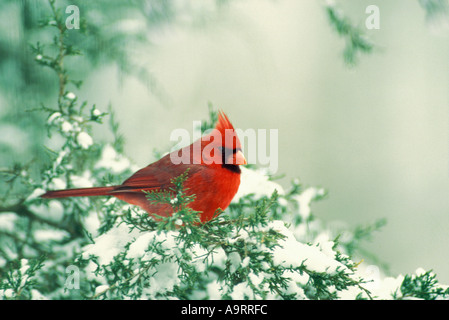 Männliche nördlichen Kardinal (Cardinalis Cardinalis) thront auf Zeder mit Schnee bedeckt, Midwest USA Stockfoto