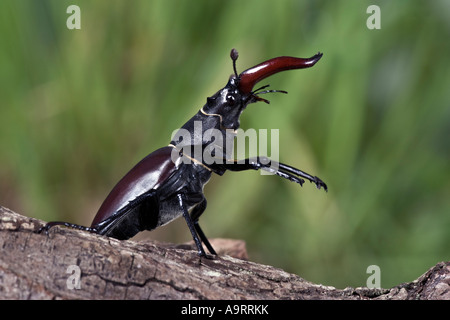 Männlichen europäischen Hirschkäfer Lucanus Cervus auf Log Aufbäumen aussehende Warnung Stockfoto