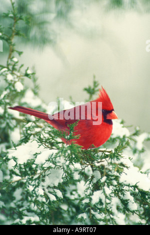 Männliche nördlichen Kardinal (Cardinalis Cardinalis) thront auf Zeder mit Schnee bedeckt, Midwest USA Stockfoto