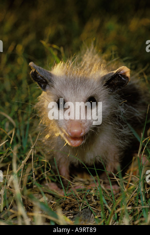 Großaufnahme eines glücklichen Baby-Opossums im späten Nachmittagsglühen im Gartenrasen, Mittleren Westen der USA Stockfoto