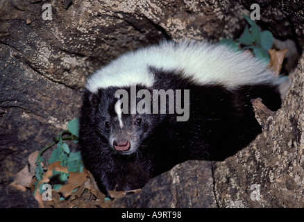 Striped Skunk (Mephitis Mephitis) eingebettet in einem hohlen Protokoll Blickkontakt Stockfoto