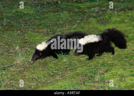 Zwei Baby Stinktiere (Mephitis Mephitis) zu Fuß Side-by-Side in eine kleine Rasenfläche Stockfoto